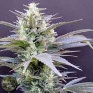 Seedism Seeds AK Cheese Cake